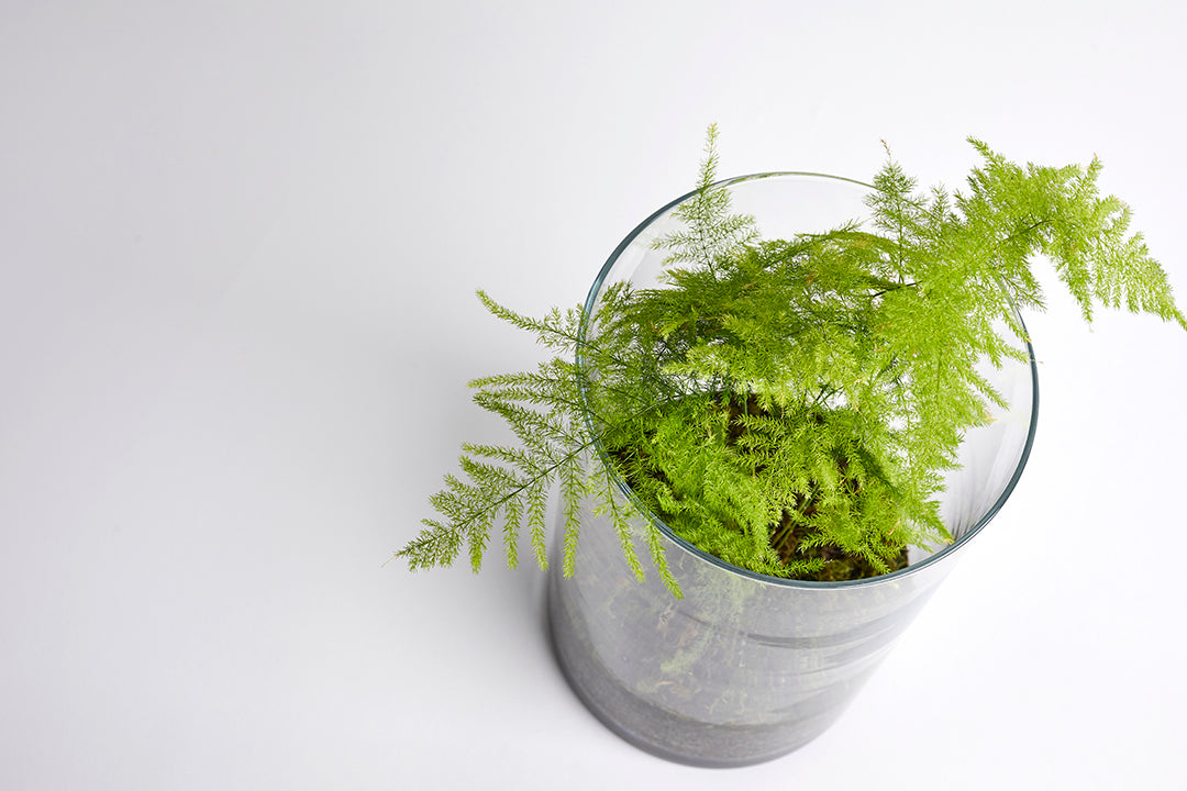 Cylindrical Asparagus Fern