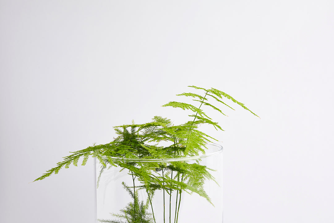 Cylindrical Asparagus Fern