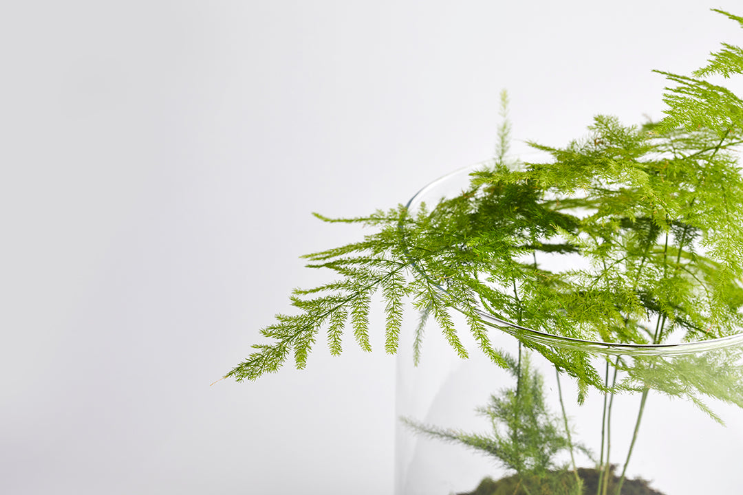 Cylindrical Asparagus Fern