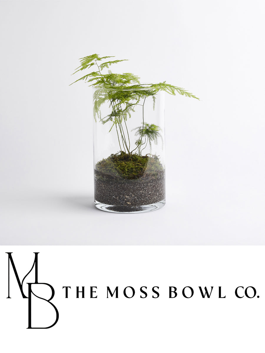 Cylindrical Asparagus Fern