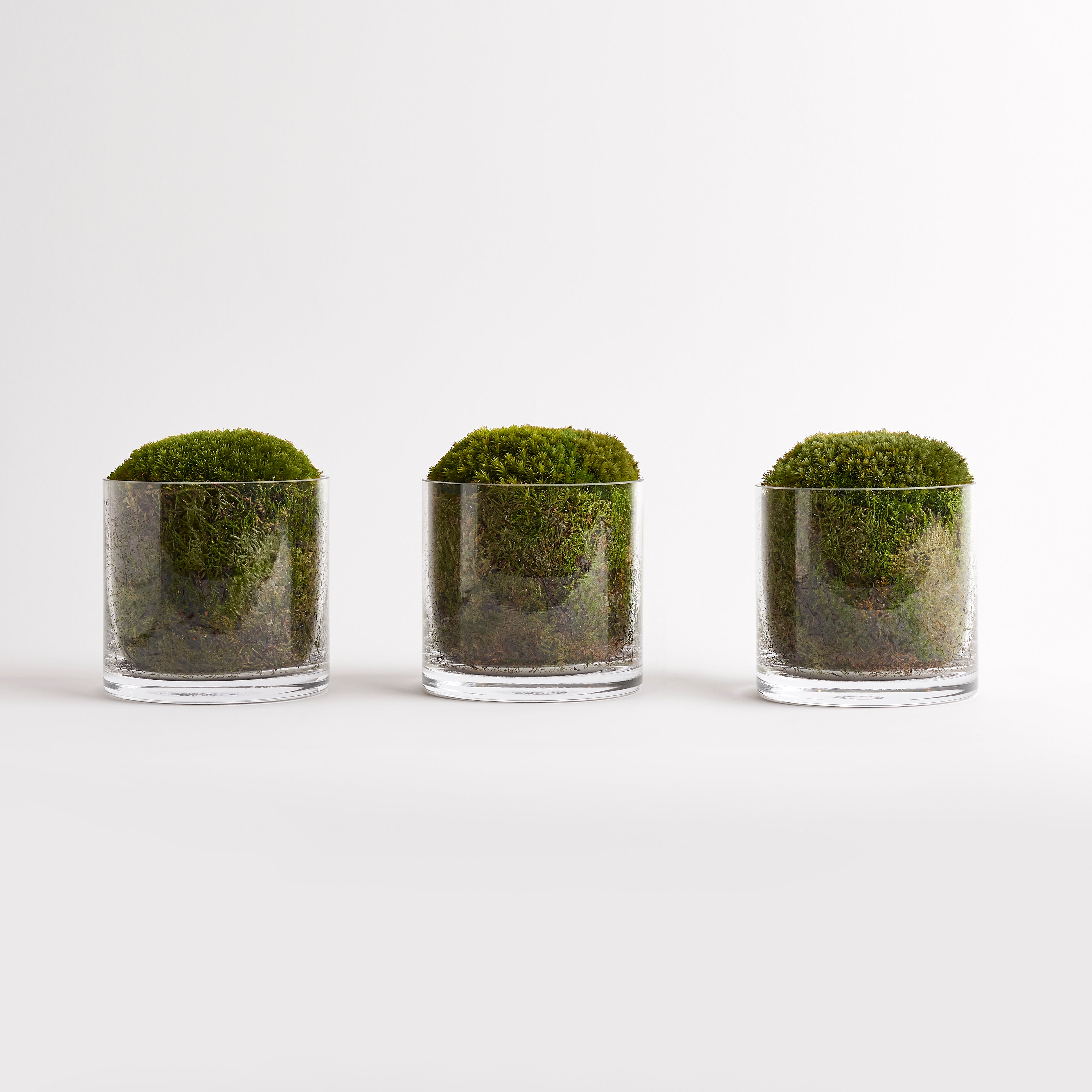 Cylindrical Moss Trio