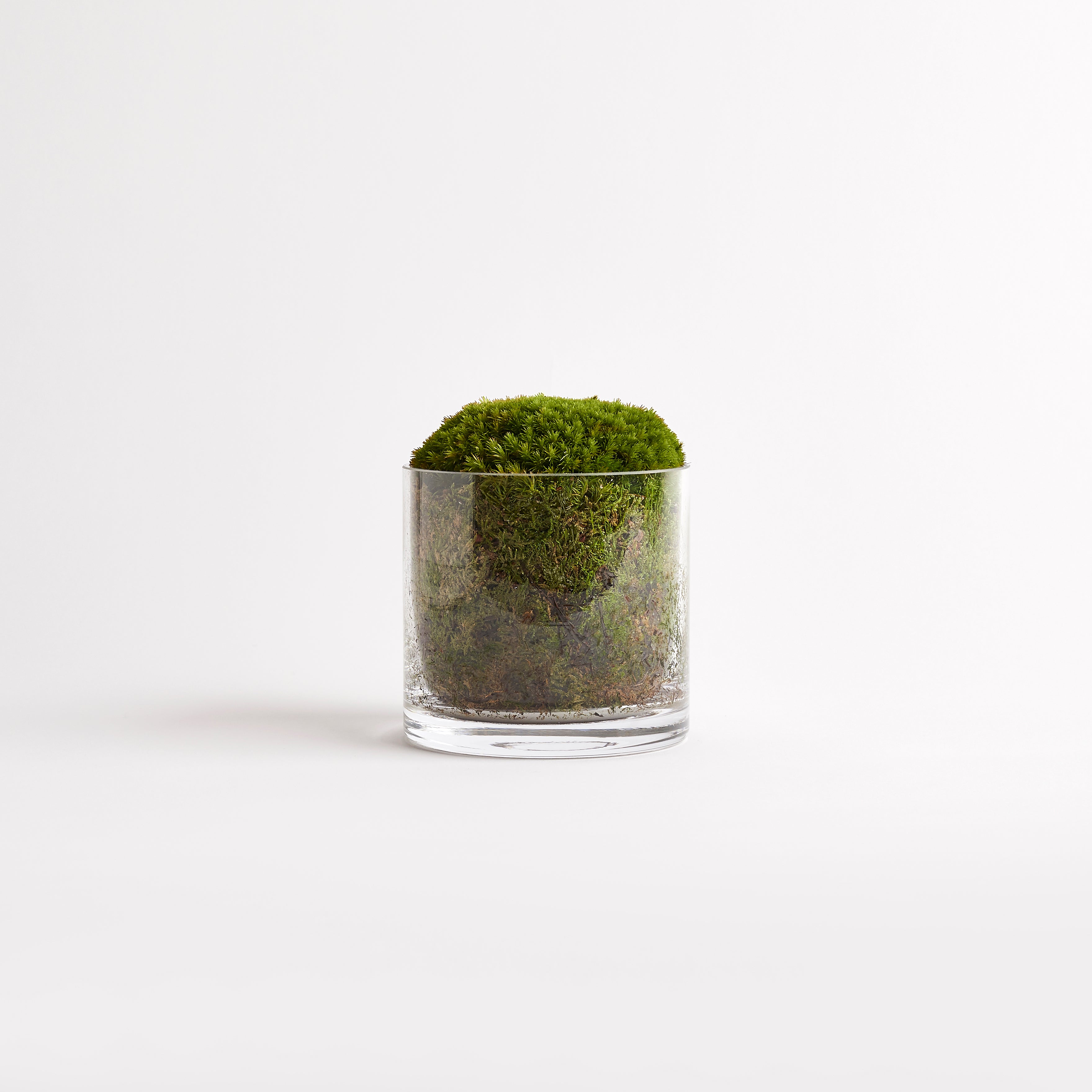 Cylindrical Moss Trio