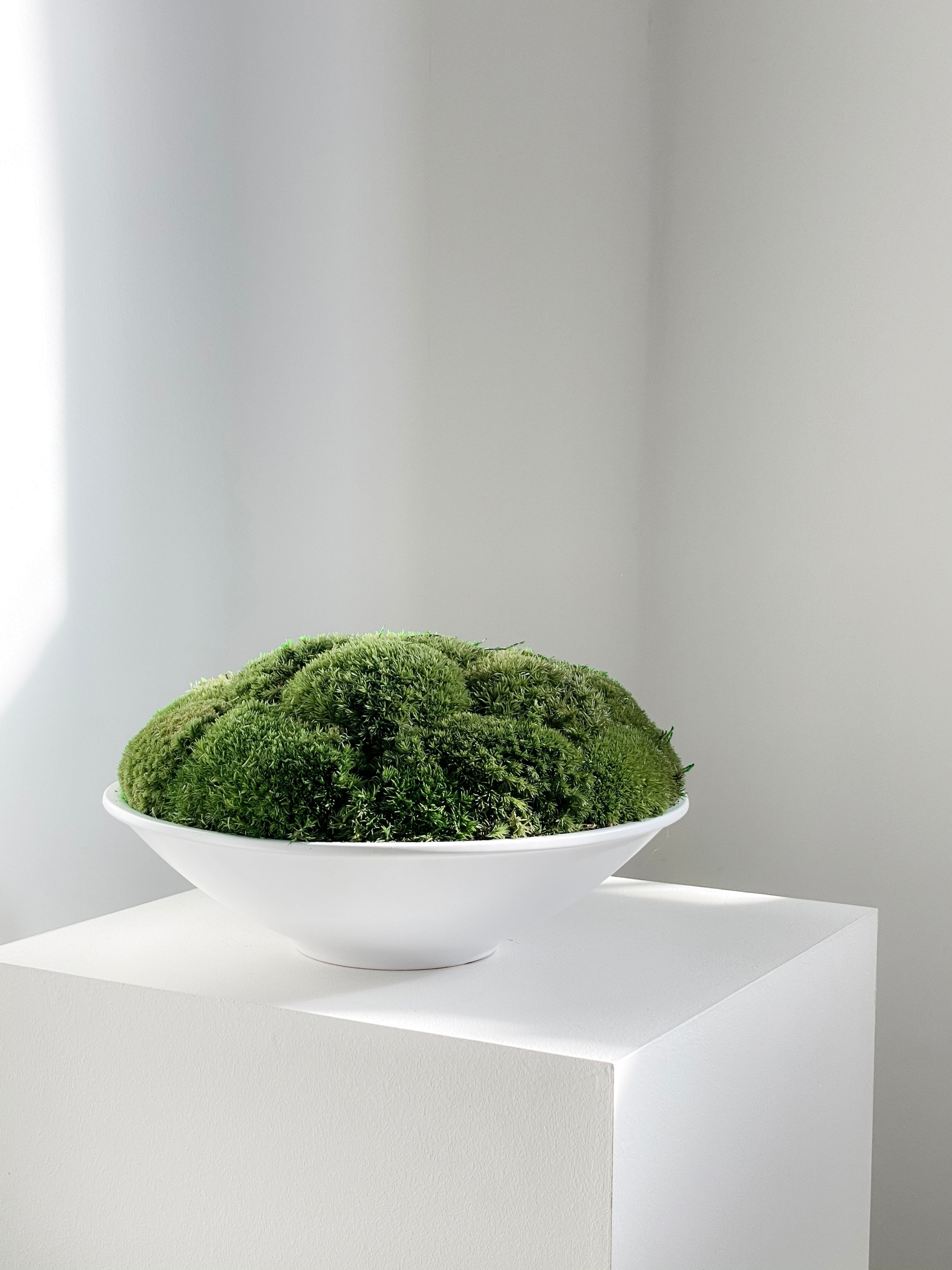 White Moss Bowl Mini