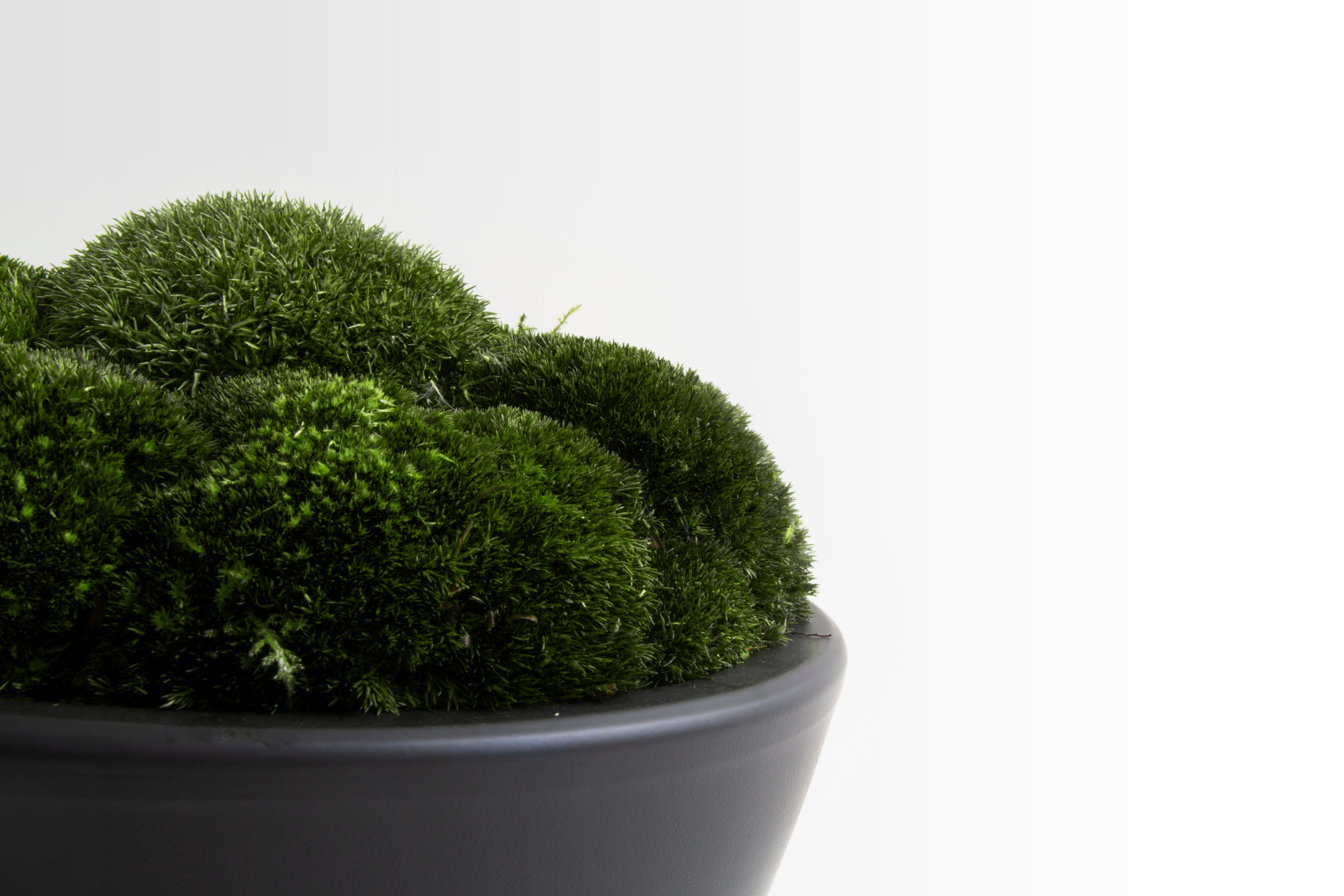 Anthracite Moss Bowl Tall