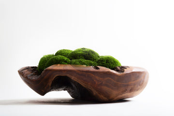 Wabi-Sabi Moss Bowl Medium